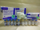 Вакцинация Фелиген CRP для кошек