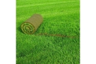 Устройство газона с посевом трав