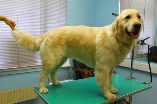 Стрижка собак (средней породы 10-20 кг) без седации