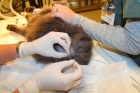 Катетеризация мочевого пузыря у котов при обструкции
