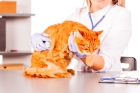 Оперативное лечение семенников кота крипторха (с анестезией)