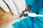 Чистка зубов собакам (мелких пород)