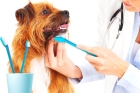 Чистка зубов собакам (средних пород)