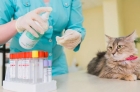 Анализ на токсоплазмоз у кошки