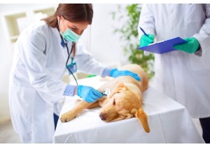 Стерилизация беременной собаки (сука)