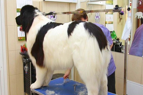 Стрижка собак (крупной свыше 20 кг) без седации