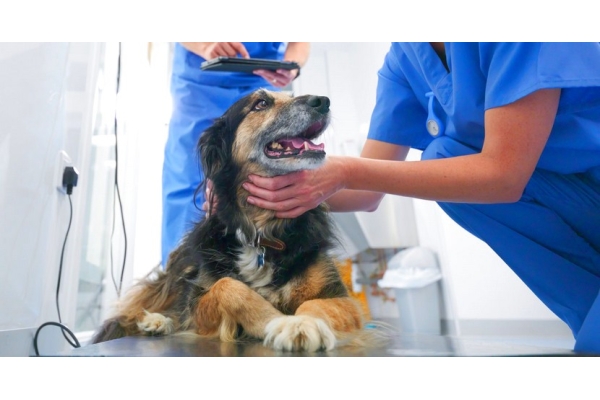 Оперативное лечение семенников собаки крипторха (с анестезией)