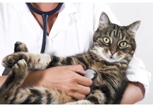 Овариогистероктомия у кошки при пиометре