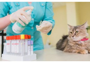 Анализ на токсоплазмоз у кошки
