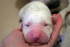 Купирование хвоста щенков: возраст 1 - 10 суток