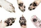 Удаление прибылых пальцев у щенков: возраст 1 - 10 суток